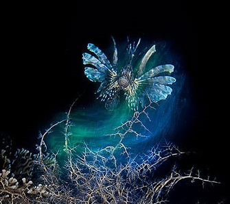Υπέροχα πλάσματα κάτω από την επιφάνεια της θάλασσας – Υποβρύχια Φωτογραφία by Pietro Formis